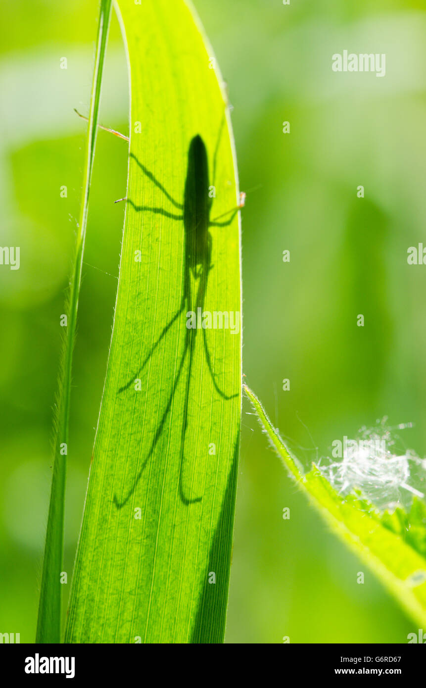 Schatten der Spinne unter Blatt Schilf oder Rush aus gesehen. VEREINIGTES KÖNIGREICH. Juni Stockfoto