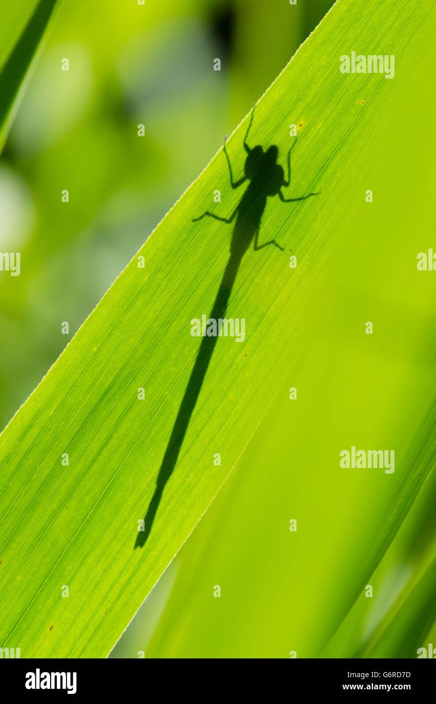 Schatten des Damselfly Caast am Blatt des Rush oder Schilf. VEREINIGTES KÖNIGREICH. Juni. Stockfoto