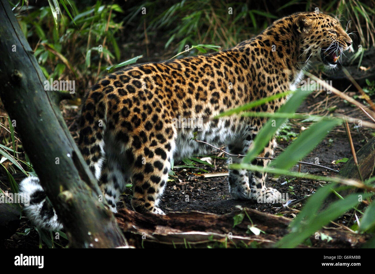 Amur-Leopard, eine Hälfte eines Brutpaares, im Londoner Zoo. Der Amur-Leopard, die weltweit gefährdetste Katze, ist bis auf die letzten 33 wilden Erwachsenen zurückgegangen und wird nur im russischen Fernen Osten gefunden. Er steht kurz vor dem Aussterben, und seit Anfang des Jahres wurden zwei Erwachsene der verbliebenen Bevölkerung im Wald getötet, von denen einer mit Einschusslöchern gespickt war, was ungewöhnlich ist, da er das Fell auf dem „Markt für Schläuche“ nutzlos macht. Laut der britischen Wohltätigkeitsorganisation AMUR lebte der Leopard in einem militärischen Trainingsgebiet. Weitere Informationen finden Sie unter www.amur.org.uk. Stockfoto