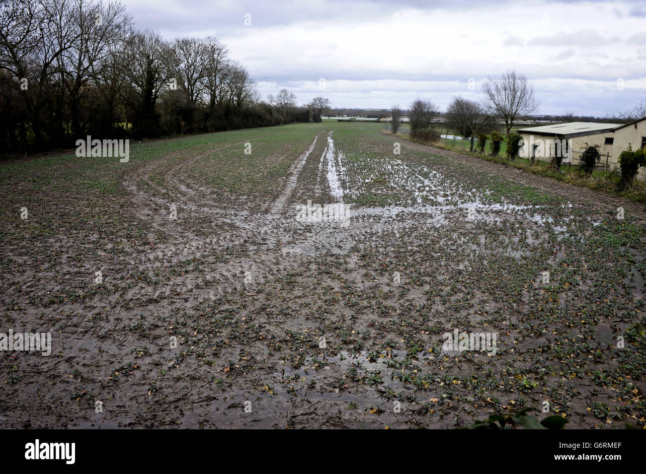 Während die Flutwässer zurücktreten, werden die Pflanzen sichtbar, wenn sie in feuchten und überfluteten Feldern auf den Somerset-Ebenen wachsen. Stockfoto
