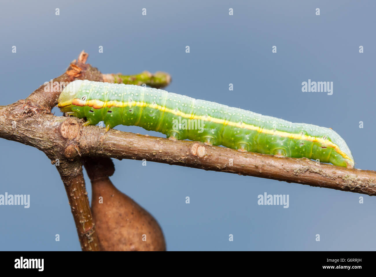 Ein Anglulose Prominente (Peridea Angulosa) Raupe (Larve) hockt auf einer Eiche Ast. Stockfoto