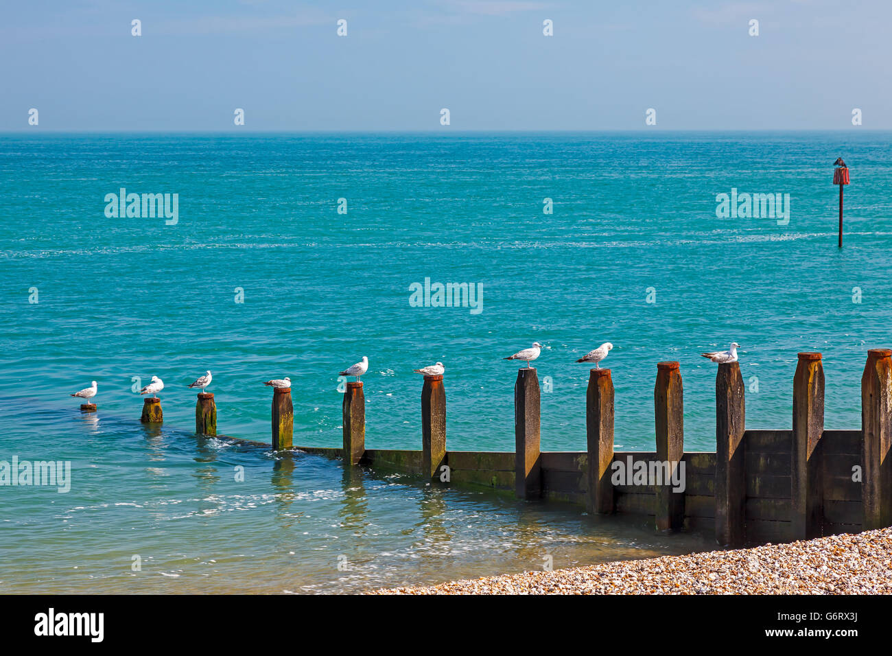 Reihe von Möwen auf einer Holz-Buhne Selsey Bill Beach West Sussex England UK Europa Stockfoto