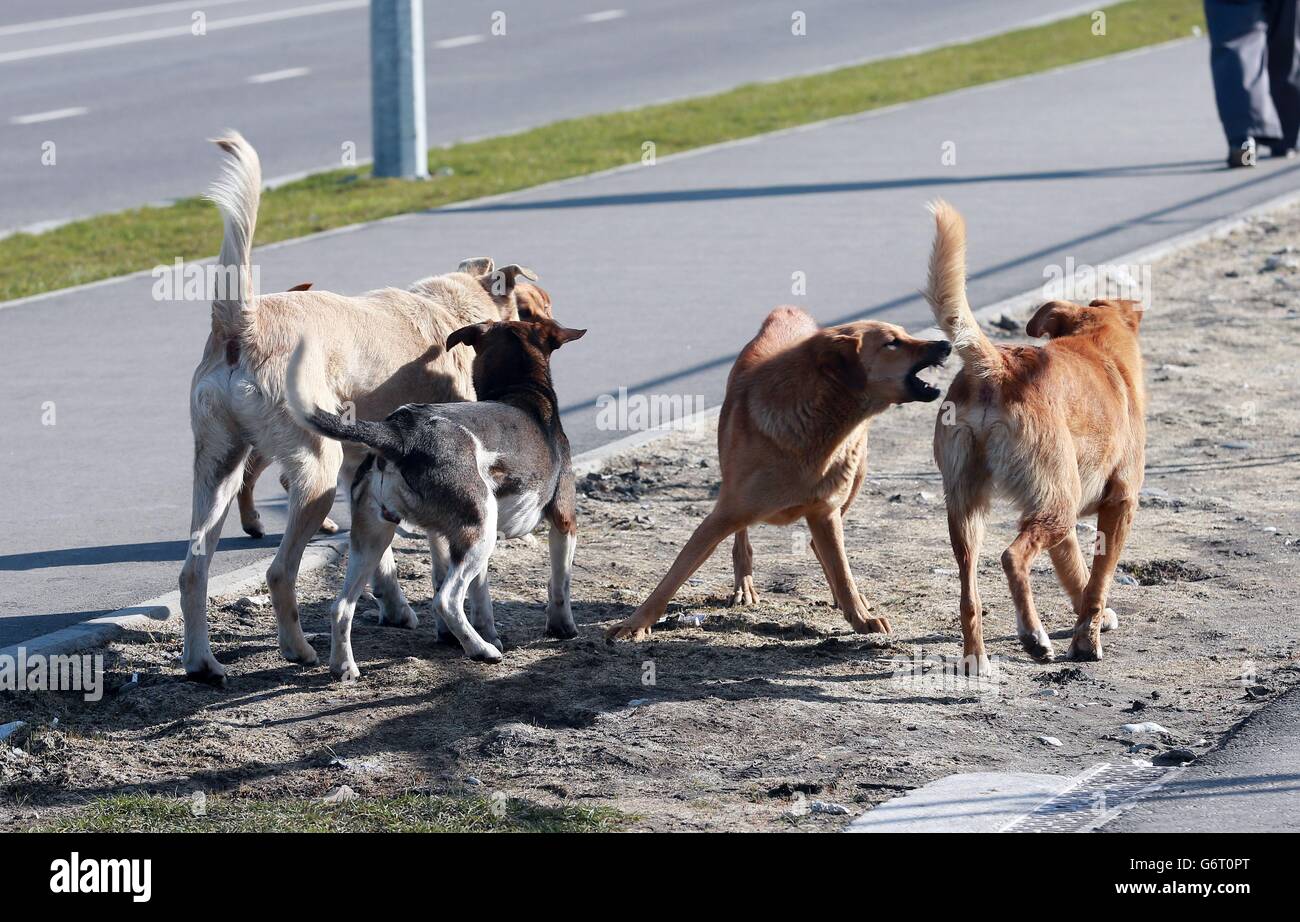 Olympische Winterspiele in Sotschi - Aktivitäten vor den Spielen - Dienstag. Streunende Hunde im Olympiapark in Sotschi, Russland. Stockfoto