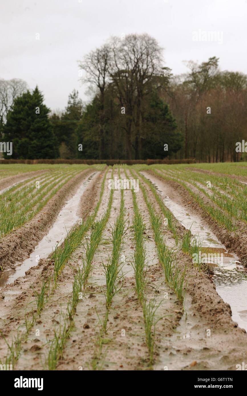 Die Ernte beginnt zu zeigen, wie Hochwasser in einem überfluteten Feld in Severn Stoke, Worcestershire nachlässt. Stockfoto