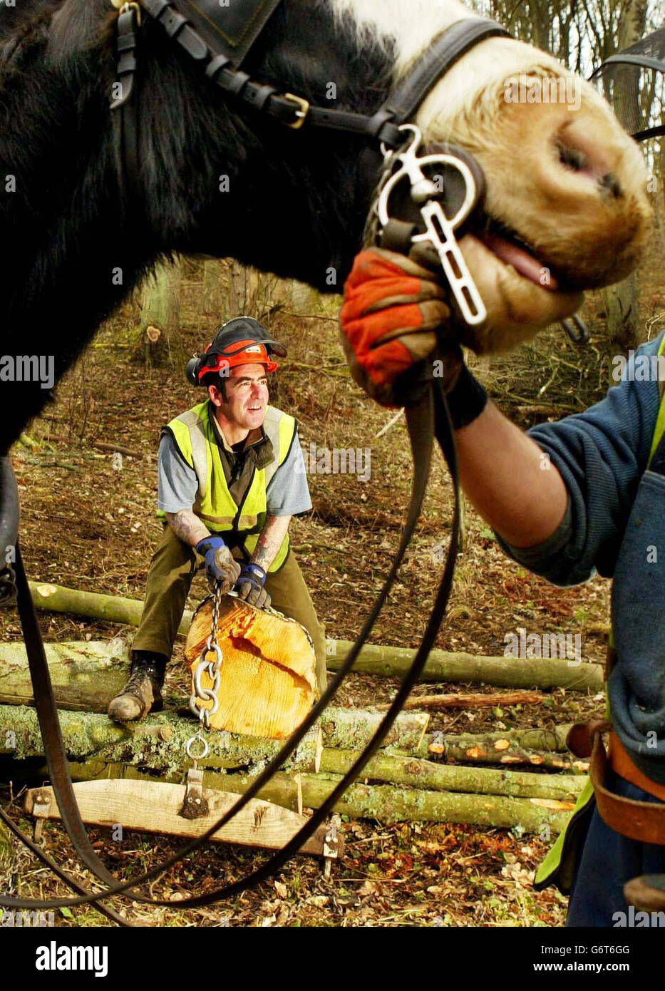 Dandy, das Clydesdale-Pferd mit Logger David Coates (Mitte) bereitet sich darauf vor, Baumstämme aus einer Waldschlucht im Clyde Valley, nahe Crossford, Schottland, zu ziehen. Die traditionelle Kunst wird wiederbelebt, um zu helfen, gefällte Bäume zu entfernen, um seltene und empfindliche Lebensräume im Tal zu schützen. Stockfoto