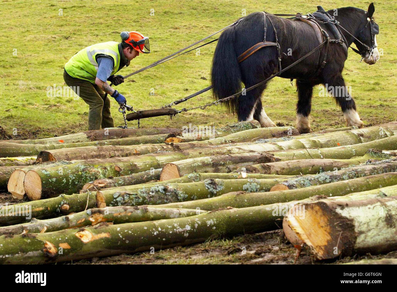 Dandy, das Clydesdale-Pferd, zieht mit dem Holzfäller Graham Gilmour Baumstämme aus einer Waldschlucht im Clyde Valley, nahe Crossford, Schottland. Die traditionelle Kunst wird wiederbelebt, um zu helfen, gefällte Bäume zu entfernen, um seltene und empfindliche Lebensräume im Tal zu schützen. Stockfoto