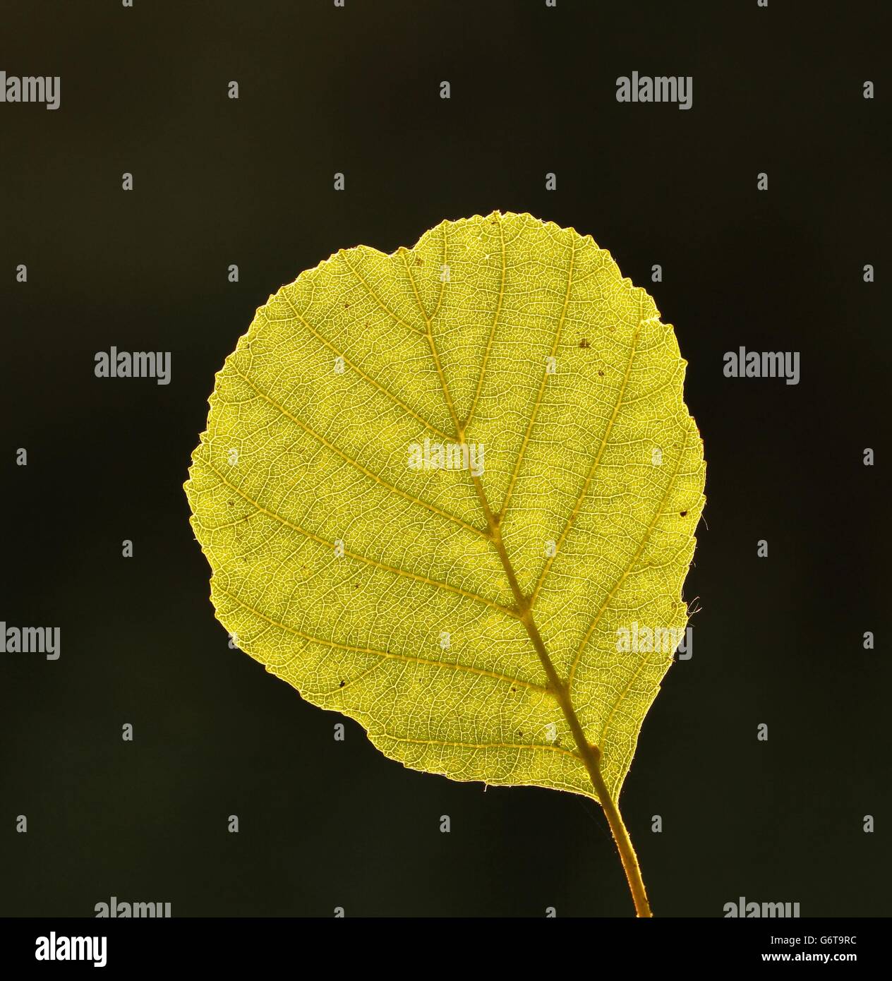 Blatt von einem Schwarz-Erle Alnus Glutinosa gegen das Licht. Stockfoto