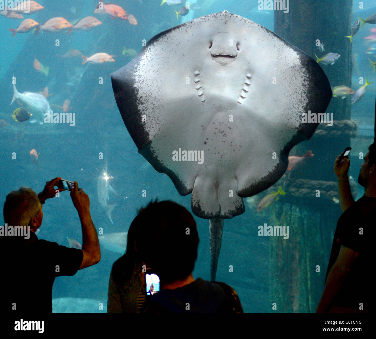 Reisestab – Melbourne. Ein Stingray im Melbourne Aquarium, Melbourne, Australien Stockfoto