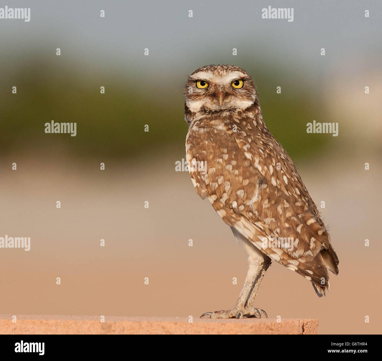 Kanincheneule stehend auf einer Blockwand Stockfoto