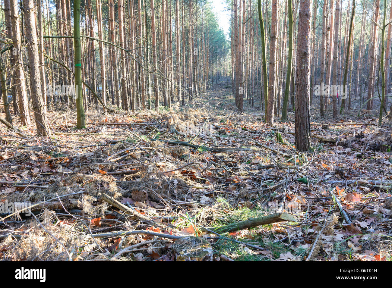 Verdünnung in einem Kiefernwald, Dresden, Deutschland, Sachsen, Sachsen, Stockfoto