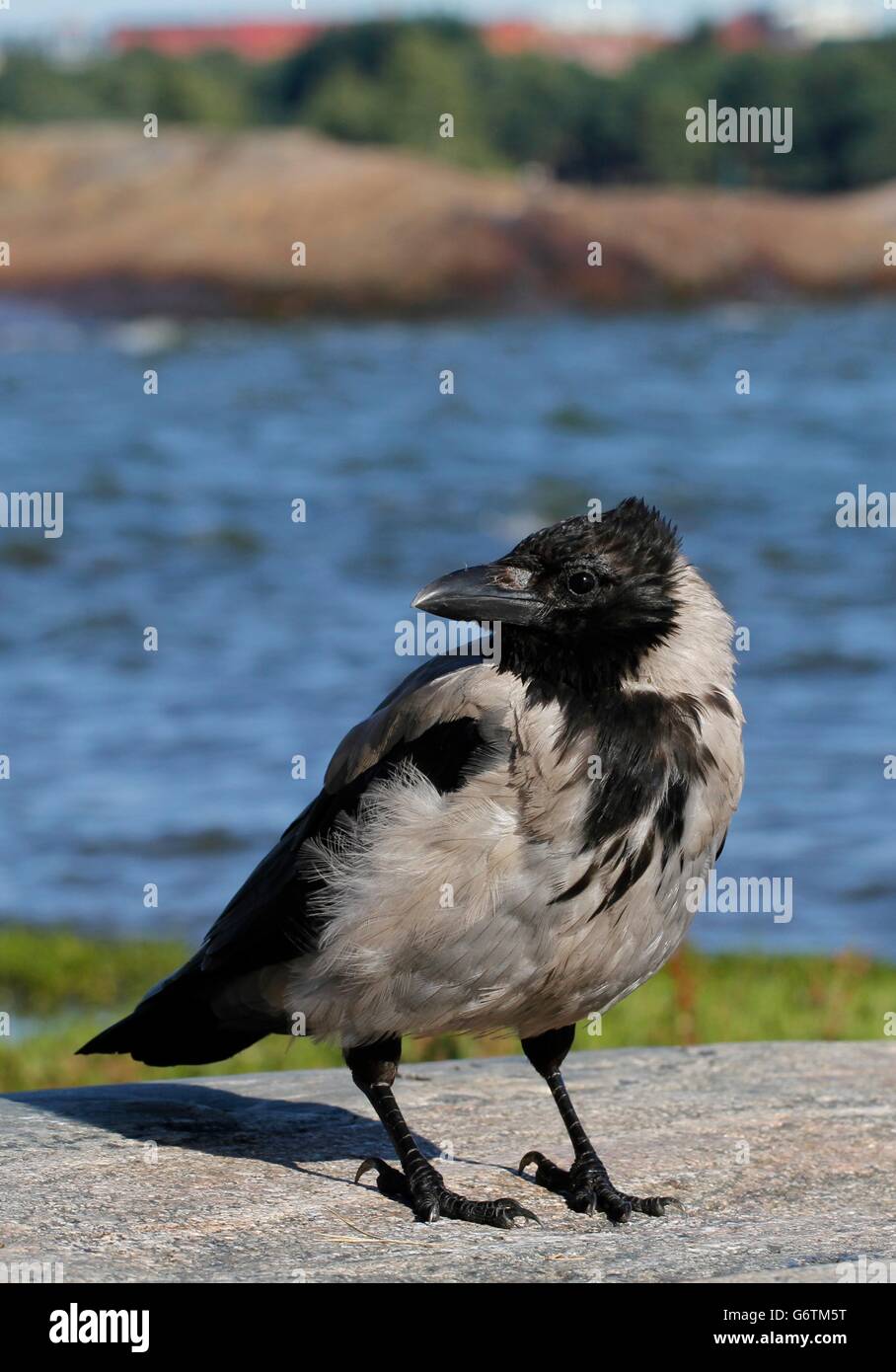 Mit Kapuze Krähe (Corvus Corone Cornix) an der felsigen Küste auf der Insel Seurasaari in Helsinki, Finnland. Stockfoto