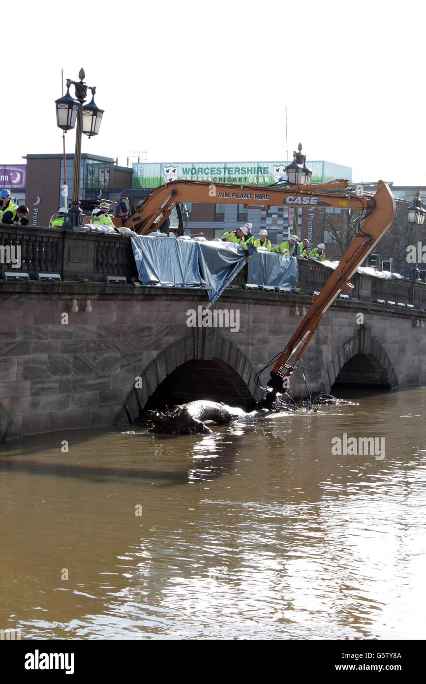 Ingenieure arbeiten daran, Schutt aus dem Severn zu entfernen, der die Fußabstände der Worcester-Brücke verstopfte, nachdem er in den Überschwemmungsgewässern heruntergespült wurde. Stockfoto