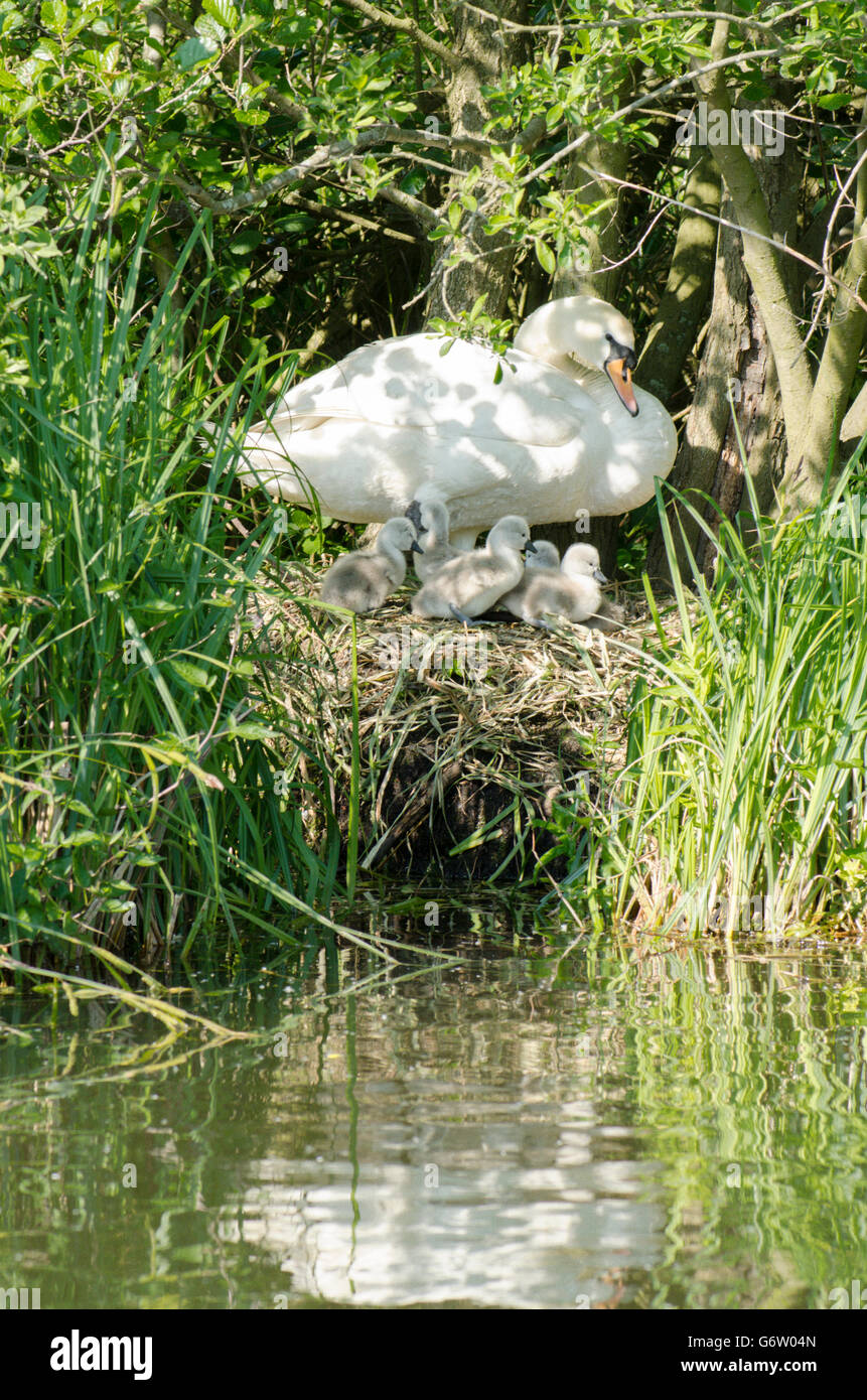 Höckerschwäne [Cygnus Olor]. Mutter und Babys auf dem Nest. Cygnets sind noch sehr jung. Norfolk Broads, UK. Juni. Stockfoto