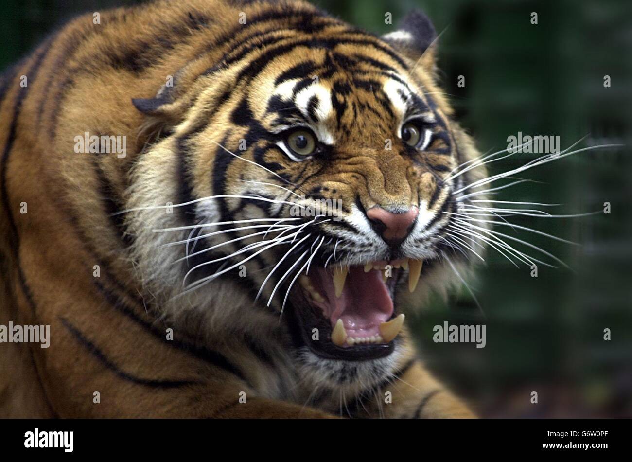 SIGRA des Sumatra-Tigers Stockfoto