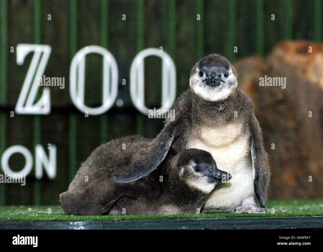 Zwei schwarzfußige Pinguinküken kuscheln sich an einem feuchten Nachmittag im London Zoo zusammen. Die Küken wurden zwei Tage im Londoner Zoo geboren und sind nun fast sieben Wochen alt. Das Paar, noch unbenannt und unsexed, werden von den Hütern von Hand aufgezogen, da sie nicht richtig von ihren Eltern ernähren. Die Pinguine sind an der Südwestküste Afrikas beheimatet. Stockfoto