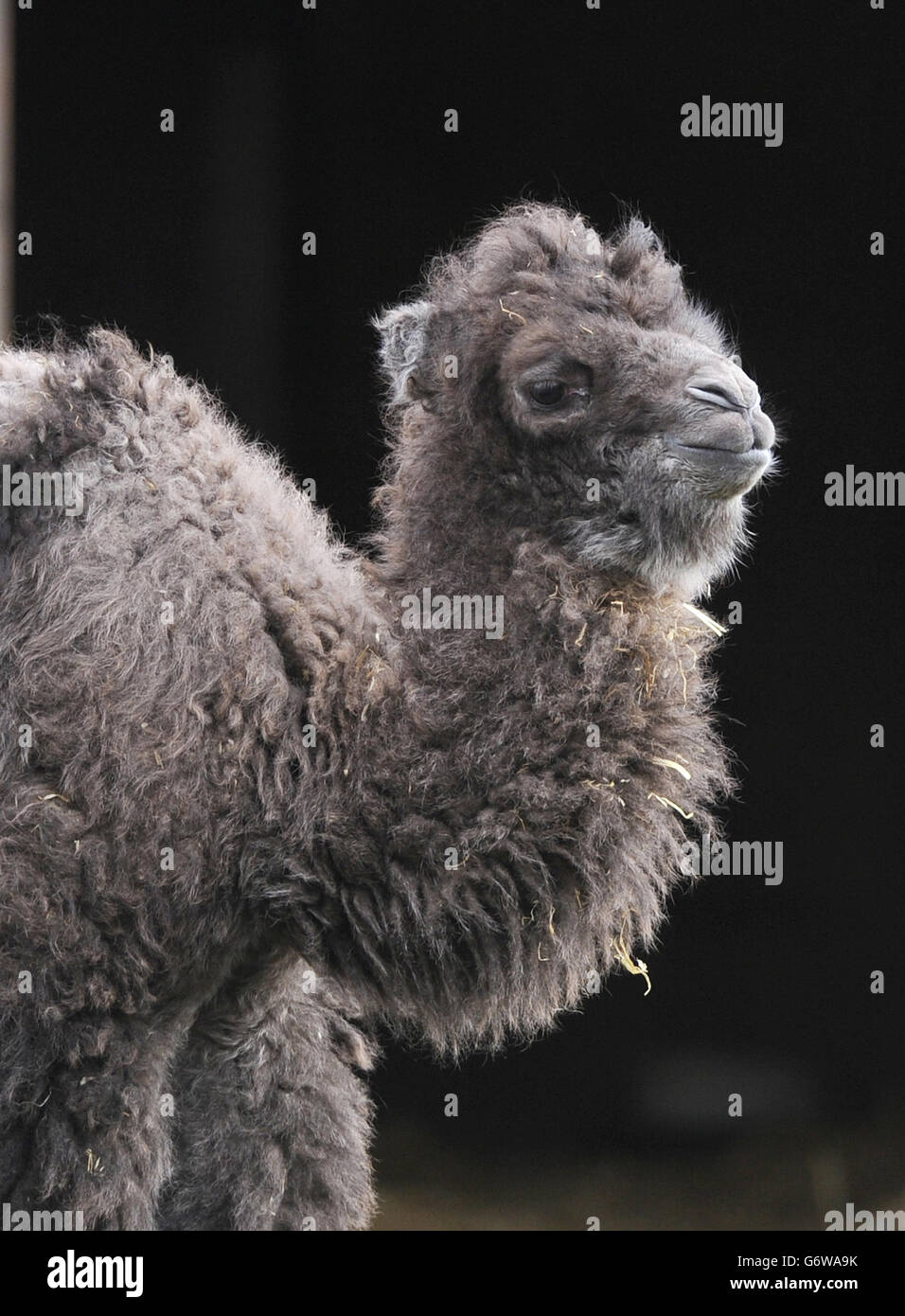 Ein eine Woche altes baktriisches Kamelkalb, das noch nicht benannt wurde, steht in seinem Gehege im Flamingo Land Zoo, Pickering, North Yorkshire. Stockfoto