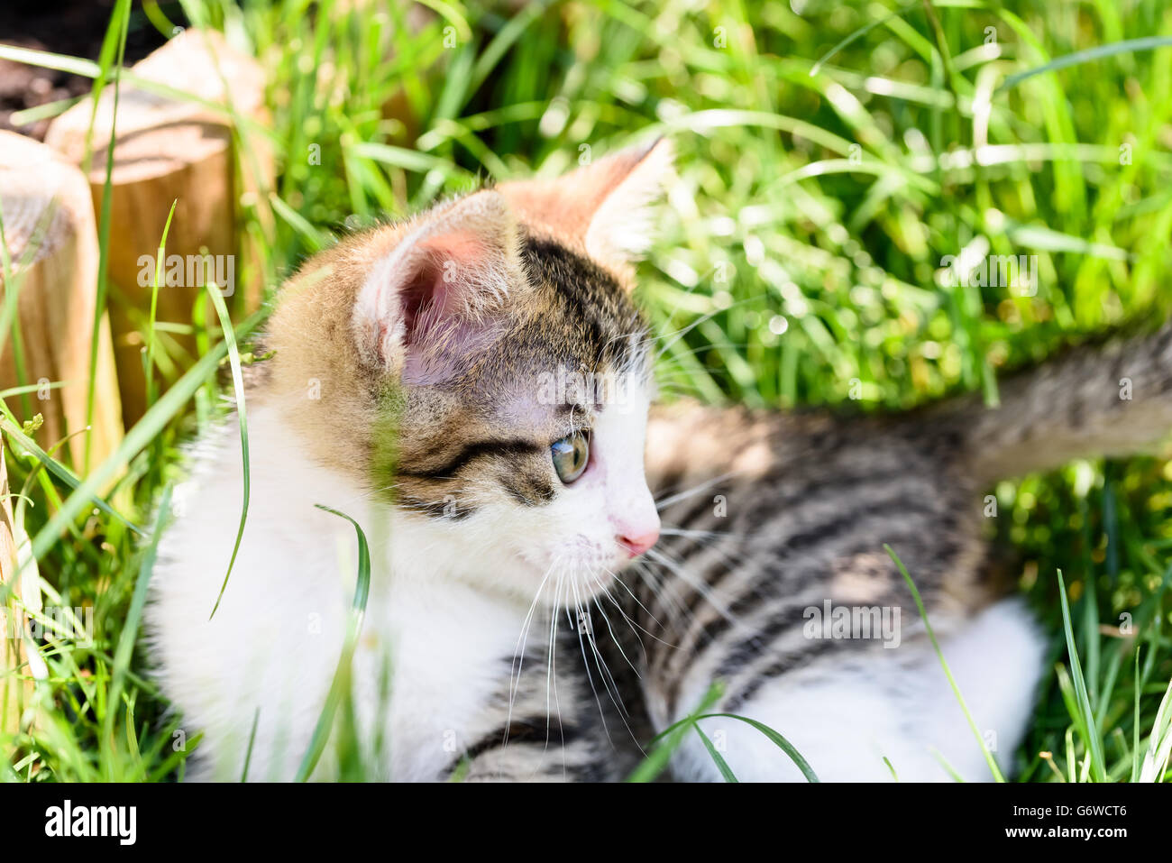 Baby Katze spielt In Grass Stockfoto