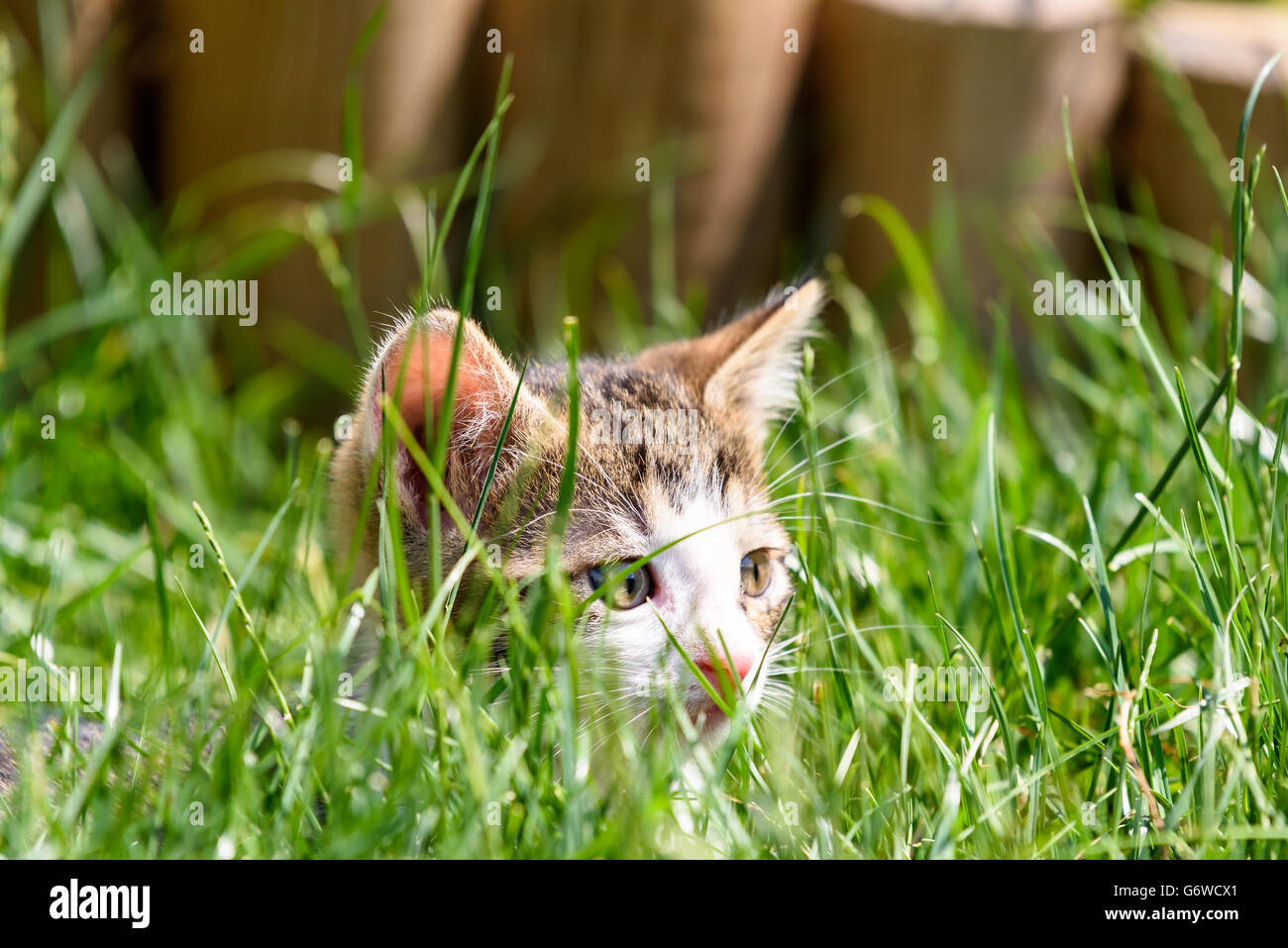 Baby Katze spielt In Grass Stockfoto