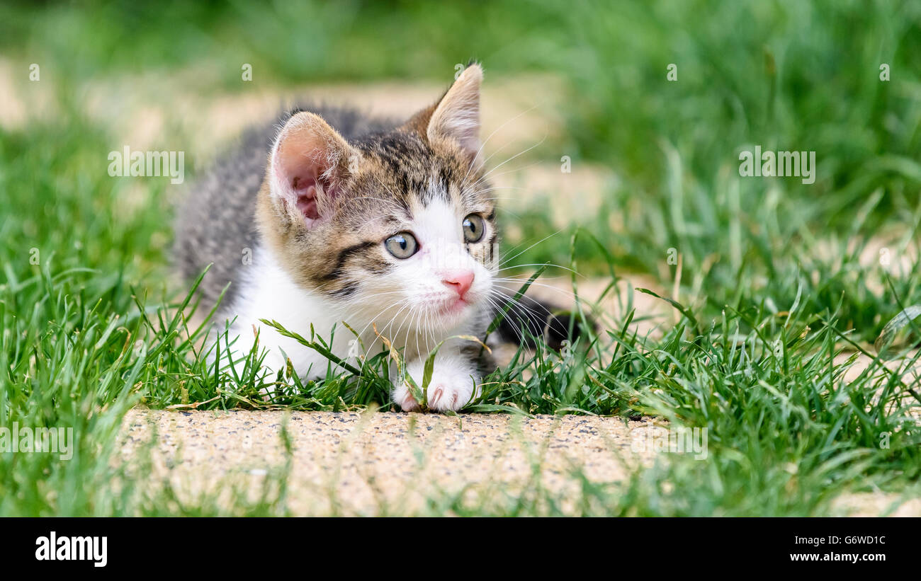 Baby Katze spielt In Grass Stockfoto