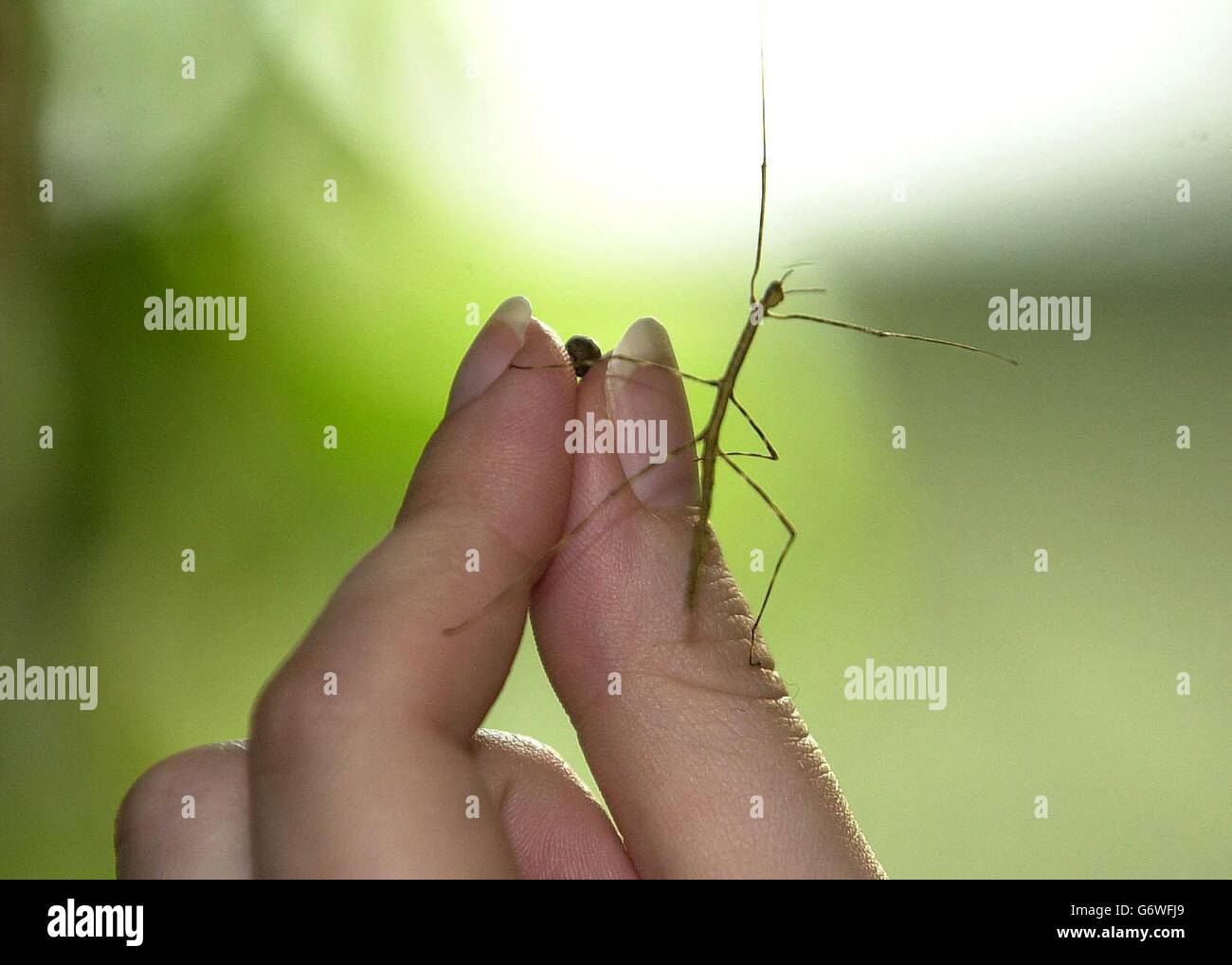 Ein malaysisches Baby-Riesenstäbchen-Insekt mit einer Länge von 60 mm und dem 4-mm-Ei, aus dem es geschlüpft ist, wird im Londoner Zoo enthüllt. Das Insekt, das vom Zoopersonal „Twiggy“ genannt wird, wird voraussichtlich in sechs Monaten bis zu 555 mm (22 Zoll) heranwachsen, wenn sie reif wird. Twiggy ist eines von zwanzig Riesenstäbchen-Insekten, die bisher aus einer Charge des Rotterdamer Zoos geschlüpft sind und Teil einer neuen Zuchtgruppe werden, die im Biodiversitätszentrum des Zoos ausgestellt wird. Stockfoto