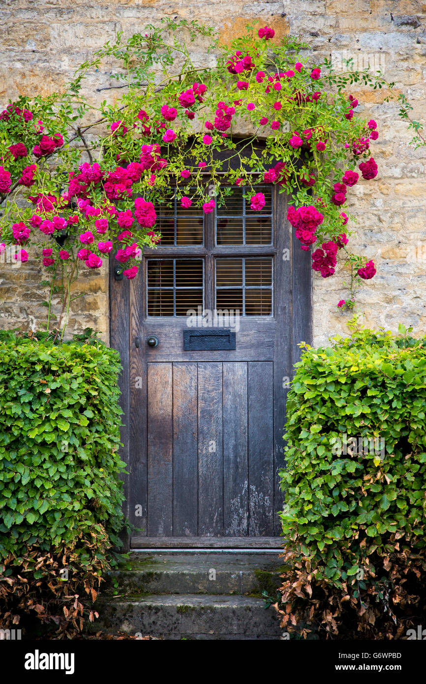 Rote Rosen über der vorderen Tür zu Cottage home in den Cotswolds, Gloucestershire, England, Großbritannien Stockfoto
