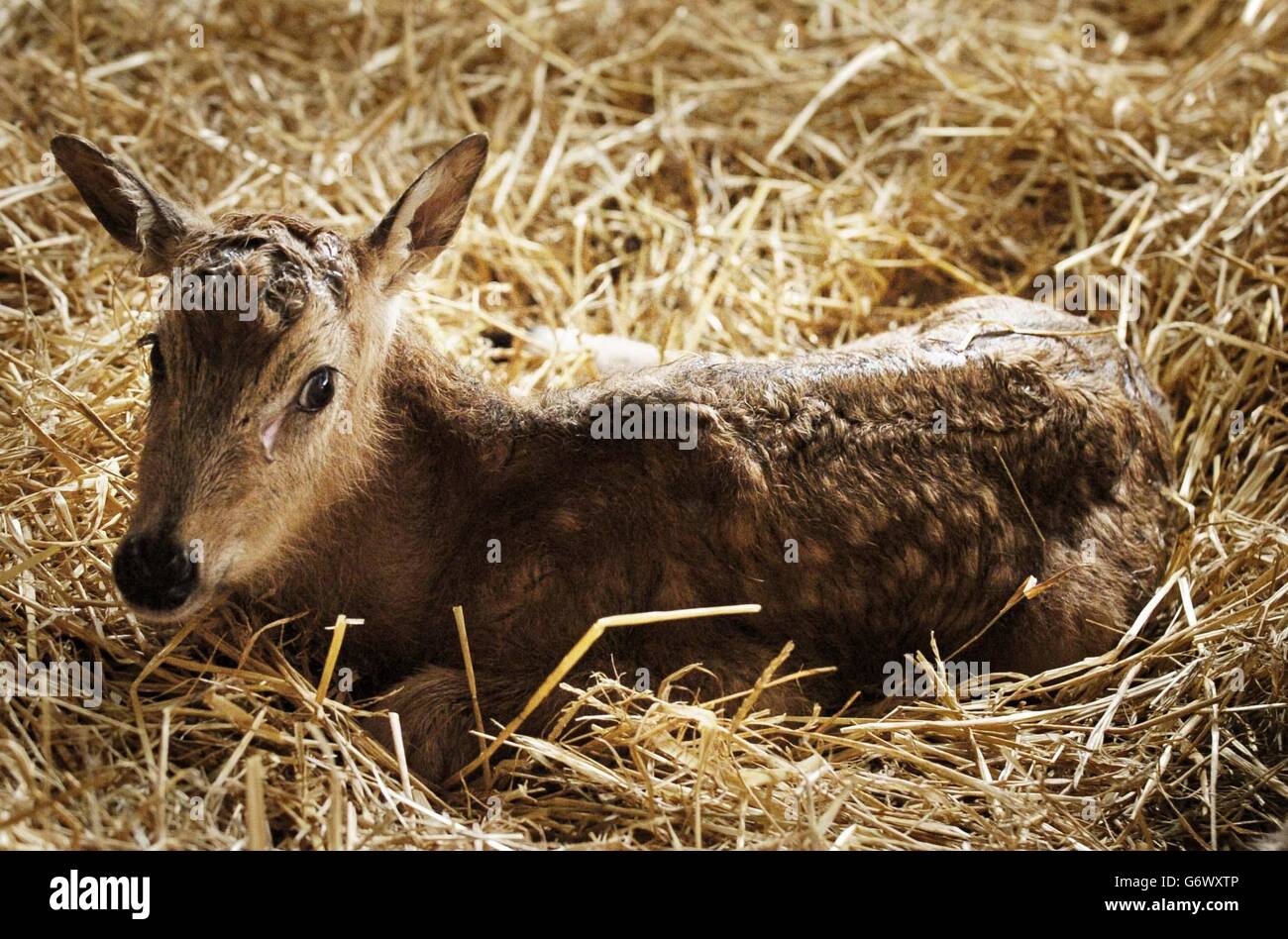 Das Rehkitz Jenni, ein seltener Hirsch von Pere David, geboren im Blair Drummond Safari Park in der Nähe von Stirling. Der Hirsch musste wiederbelebt werden, nachdem sie während der Geburt von der Trainee-Tierärztin Jenni Sparks aufgehört hatte zu atmen. Stockfoto