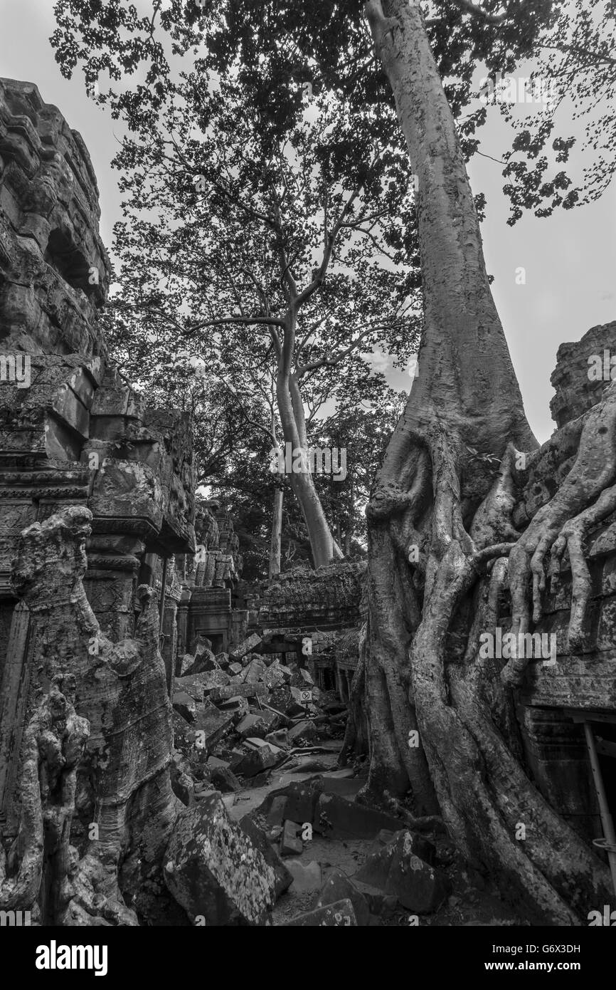 Zusammengebrochen Galerie mit vordringenden Großbäume, Ta Prohm, in der Nähe von Siem Reap, Kambodscha Stockfoto