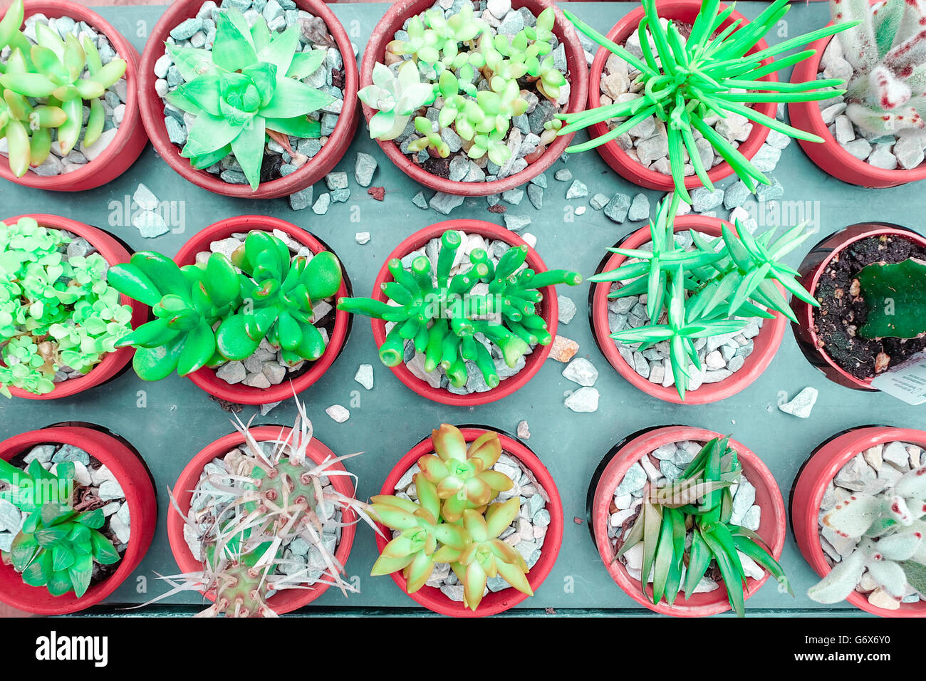 Kaktus Sukkulente im Blumentopf, flach zu legen - Farbton Stockfoto