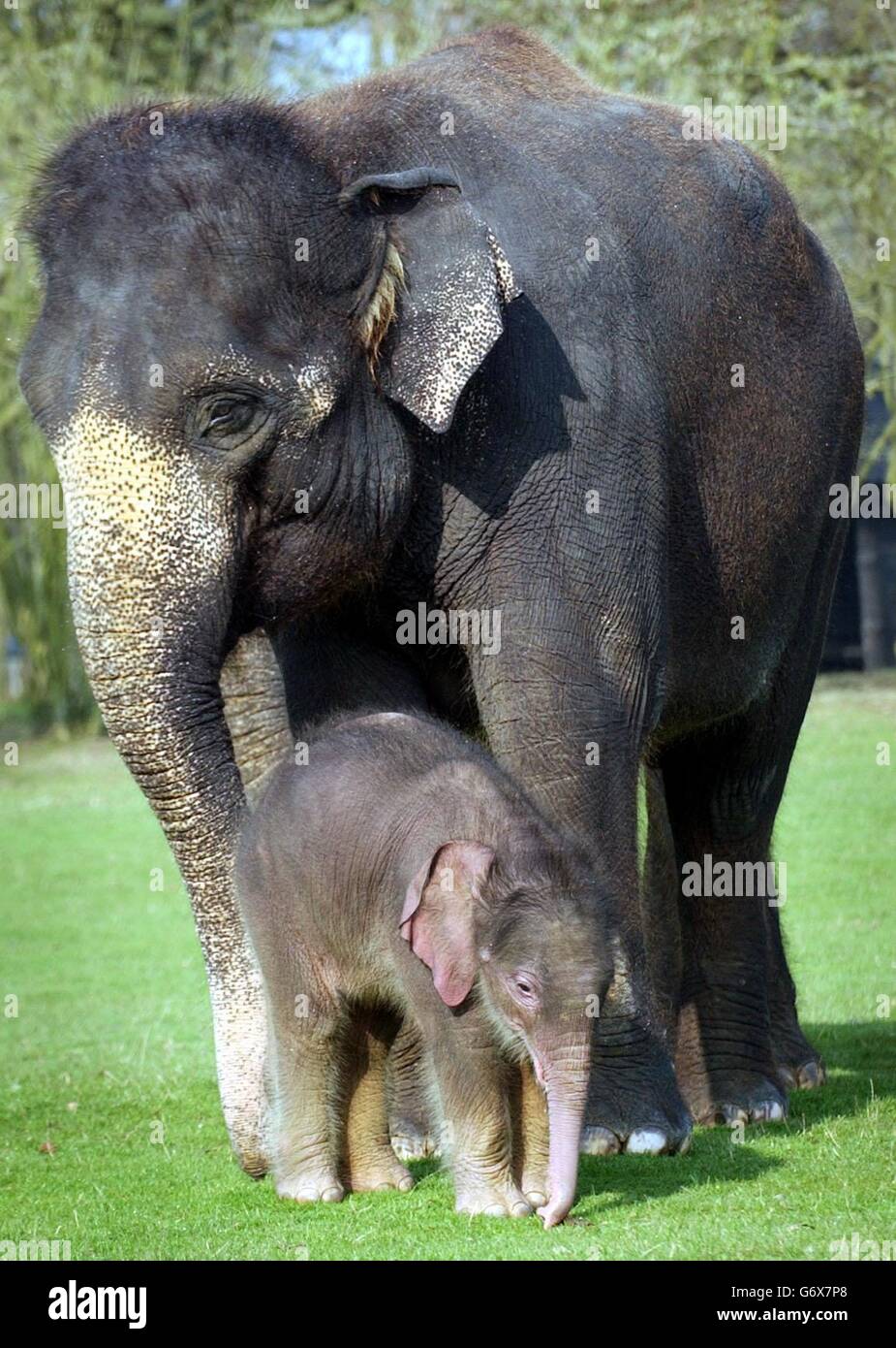 Asiatischer Elefant Kalb im Whipsnade Zoo Stockfoto