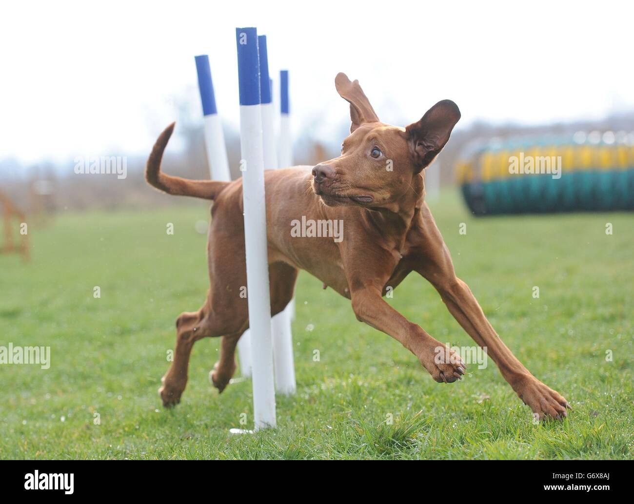 Malaika, eine ungarische Wirehaired Vizsla, die den Spitznamen Ginge trägt, trainiert am Freitagmorgen mit Hilfe ihrer Besitzerin Jenna Allinson aus East Yorkshire für den berühmten Hundewettbewerb Crufts in Birmingham in einer Agility-Klasse. Stockfoto