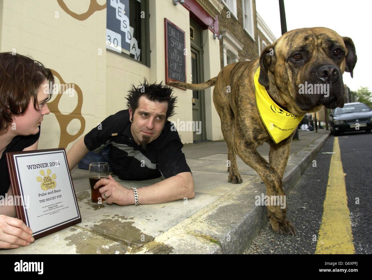 Bull Mastiff Dogge überqueren Iggy mit den Besitzern Stephanie und David Wilkinson vor dem Mucky Pup Pub in Londons Islington. Der Mucky Pub wurde vom Dogs Trust als der hundefreundlichste Pub Großbritanniens bekannt gegeben. Stockfoto