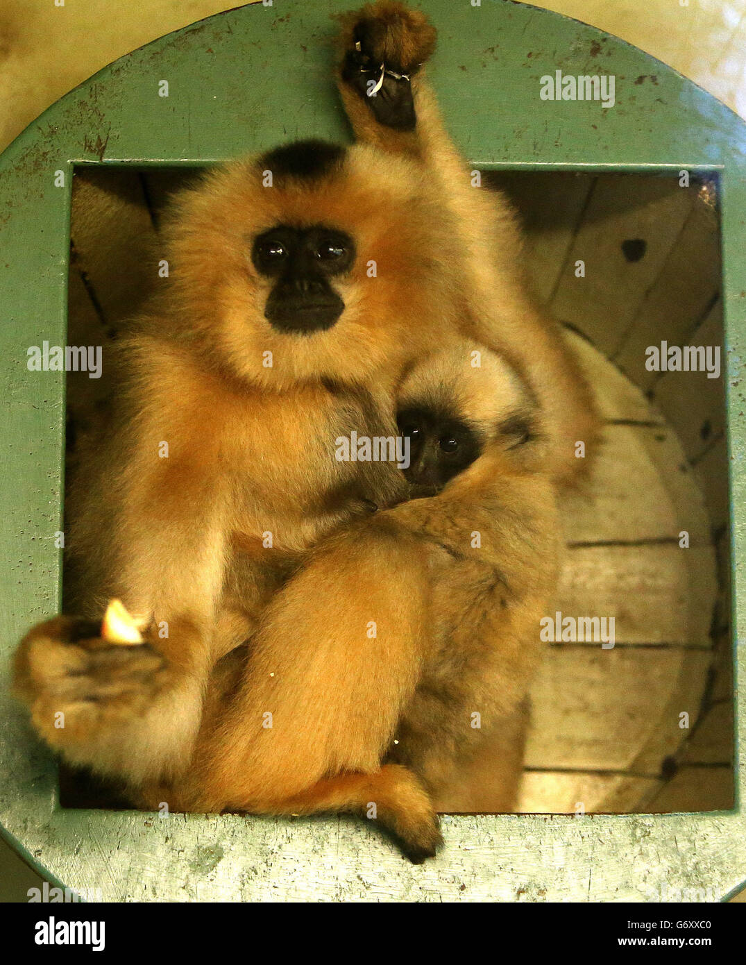 Ein Baby buff-cheeked Gibbon mit seiner Mutter Lucy in ihrem Gehege im Edinburgh Zoo, der Heimat von sechs buff-cheeked Gibbons ist. Stockfoto