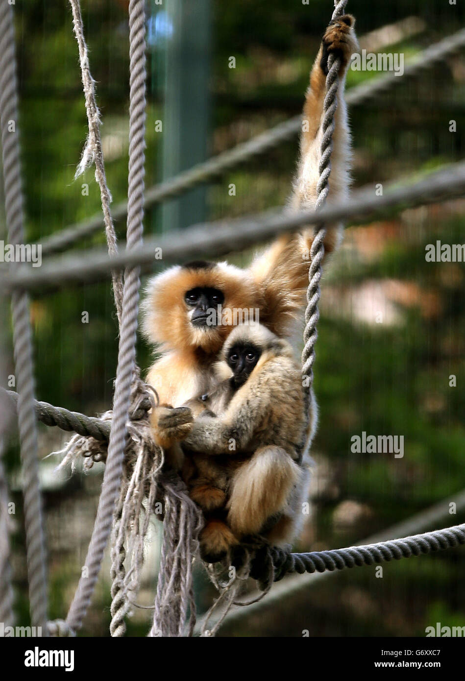 Ein Baby buff-cheeked Gibbon mit seiner Mutter Lucy in ihrem Gehege im Edinburgh Zoo, der Heimat von sechs buff-cheeked Gibbons ist. Stockfoto