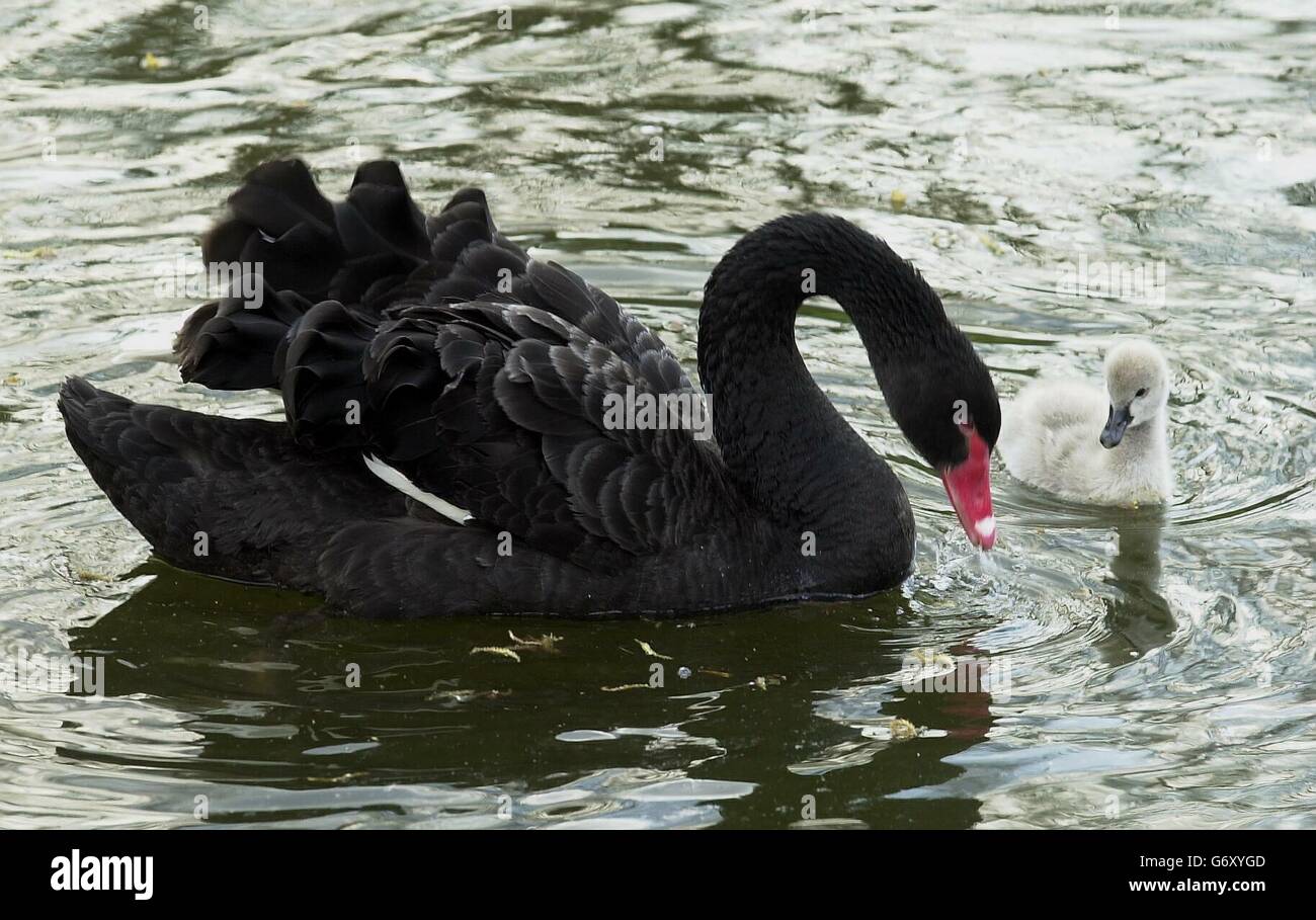 Ein schwarzer Schwan nimmt einen seiner Jungen mit zum Schwimmen im St James's Park, London. Der Park - eine Oase im Zentrum der geschäftigen Hauptstadt - war einst ein Sumpfgebiet, das 1532 von Heinrich VIII. Erworben und zu einem Wildpark für den nahe gelegenen St. James's Palace entwässert wurde. Seitdem hat es viele Veränderungen erfahren - einschließlich einer Neugestaltung durch John Nash - und es ist jetzt bei Touristen und Büroangestellten gleichermaßen beliebt. Stockfoto