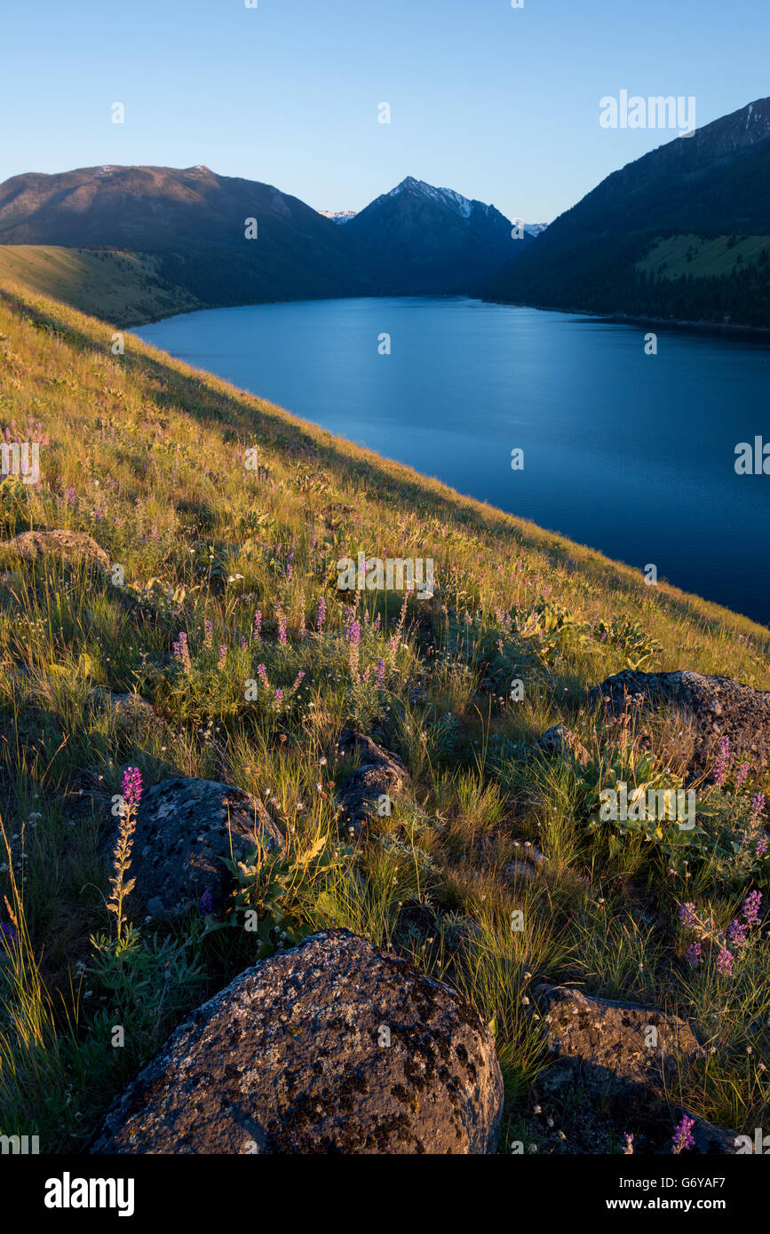 Wildblumen auf der Moräne Wallowa Lake mit dem Wallowa Mountains im Hintergrund, Oregon. Stockfoto