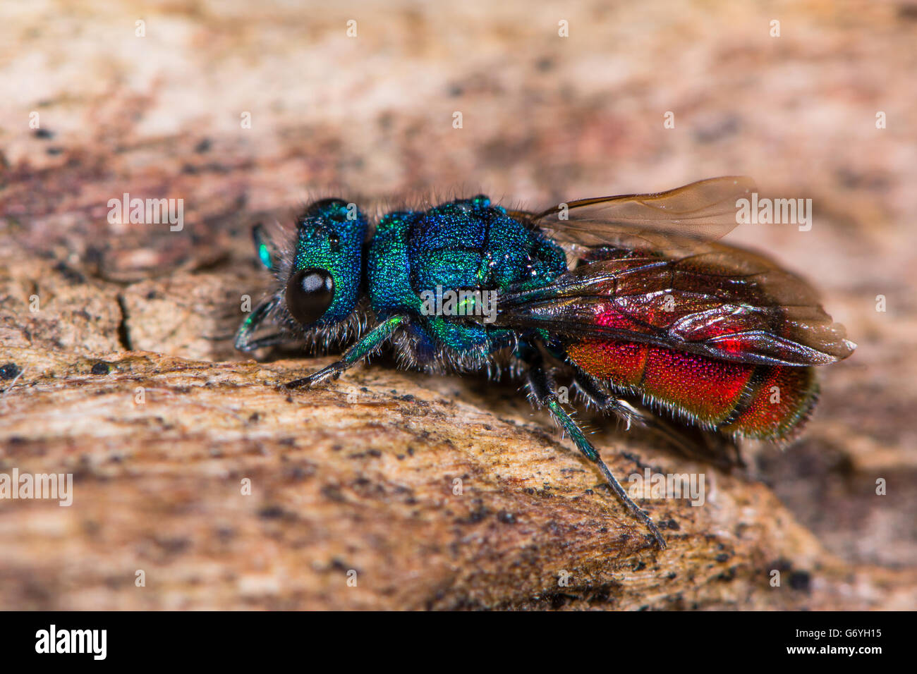 Rubin-tailed Wespe (Chrysis sp.). Kuckuck Wespe in Familie Chrysididae mit hellen metallischen blauen und roten Markierungen, aka Smaragd Wespe Stockfoto