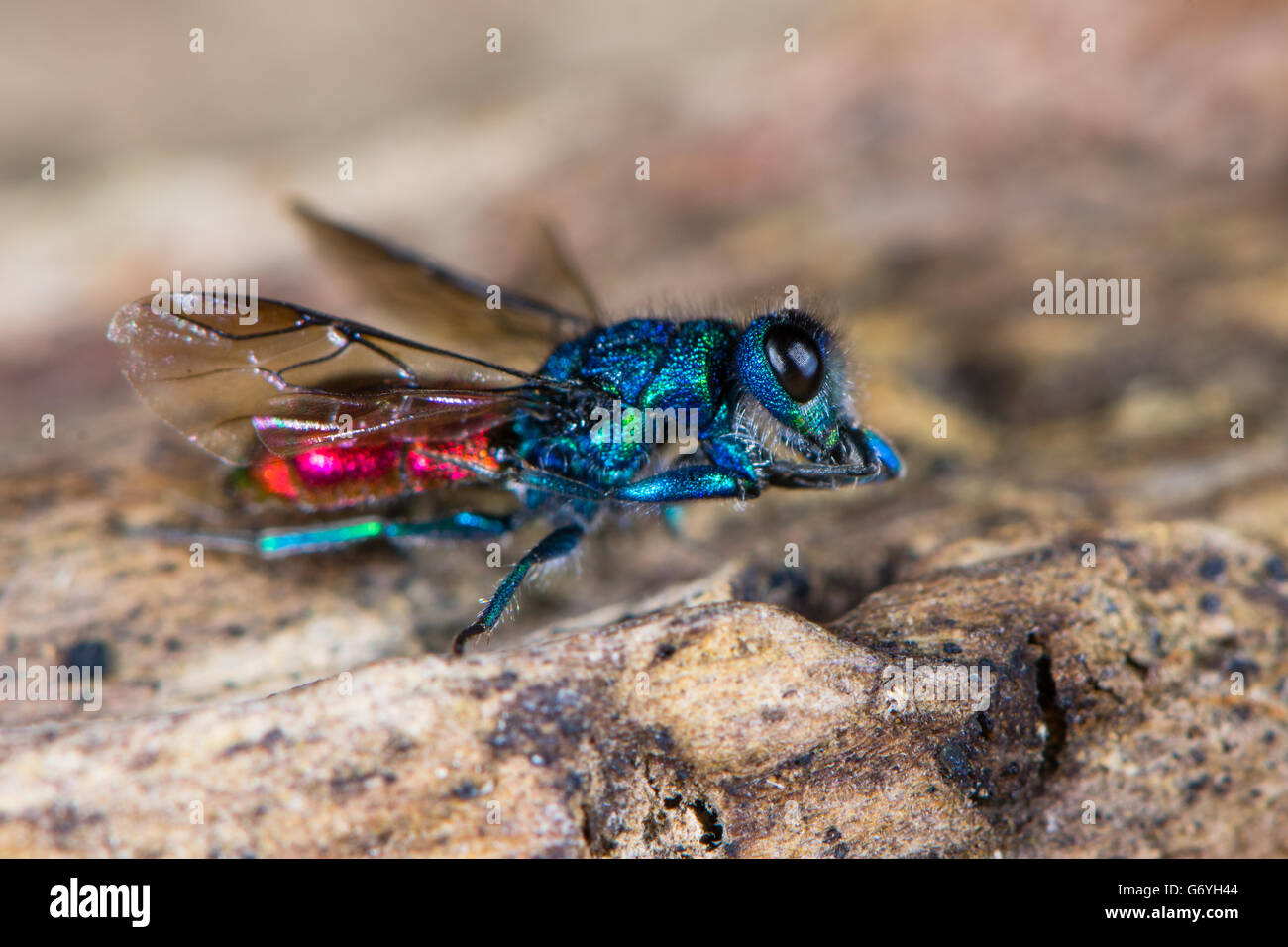 Rubin-tailed Wespe (Chrysis sp.). Kuckuck Wespe in Familie Chrysididae mit hellen metallischen blauen und roten Markierungen, aka Smaragd Wespe Stockfoto