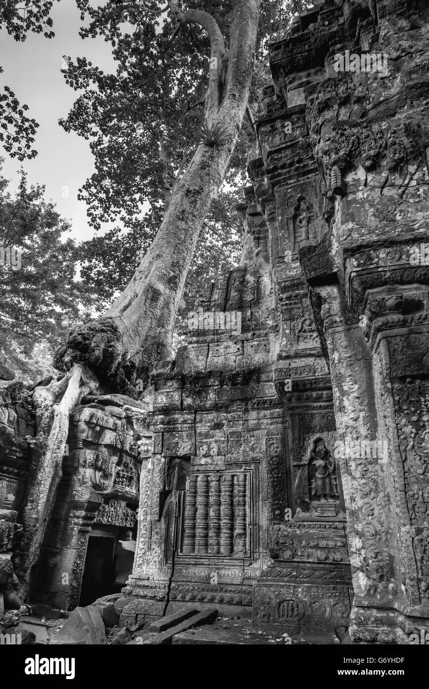 Ta Prohm Schnitzereien und bewachsenen Baum in der Nähe von Siem Reap, Kambodscha Stockfoto