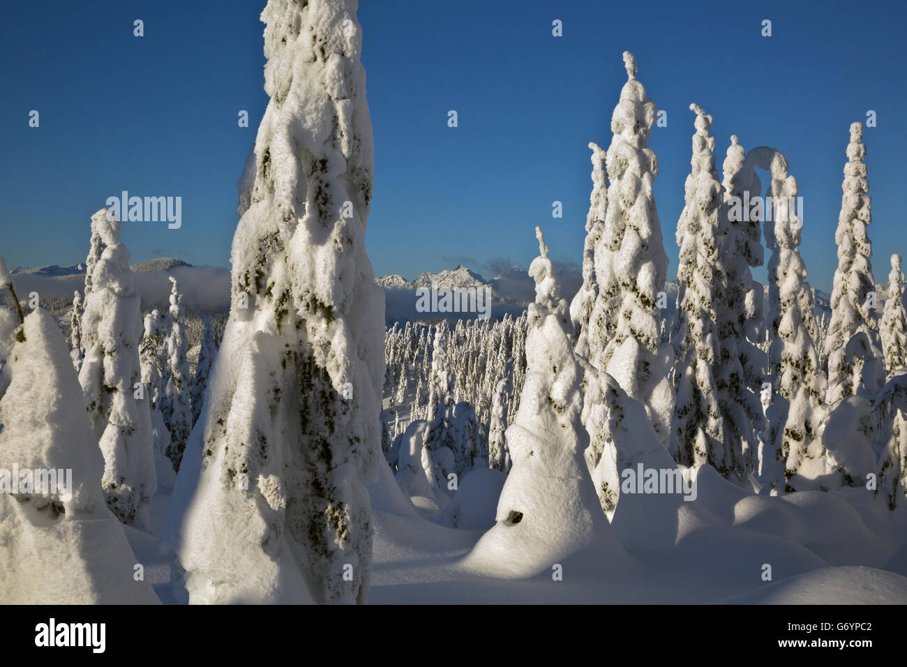 WA12885-00... WASHINGTON - Schnee umhüllt Bäume in der Nähe von Paintballanlage Berggipfel in den Okanogan - Wenatchee National Forest. Stockfoto