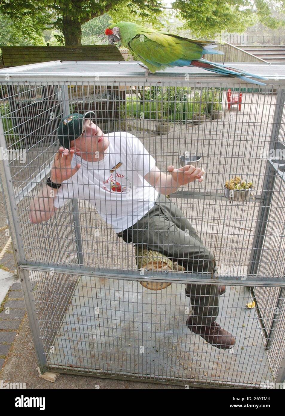 Papageienwärter Rob Savin sitzt in einem riesigen Vogelkäfig im Longleat Safari Park, Wiltshire, beobachtet von "Gunner", einem weiblichen Militärara, um das Bewusstsein für das Wohlergehen von Papageien zu schärfen. Der 24-Jährige meldete sich freiwillig, um acht Stunden lang den Welt-Papagei-Tag zu fördern, der später in diesem Monat stattfindet. Obwohl es ihm erlaubt ist, mit Besuchern zu sprechen, darf er nichts im Käfig haben, um ihn beschäftigt zu halten. Stockfoto