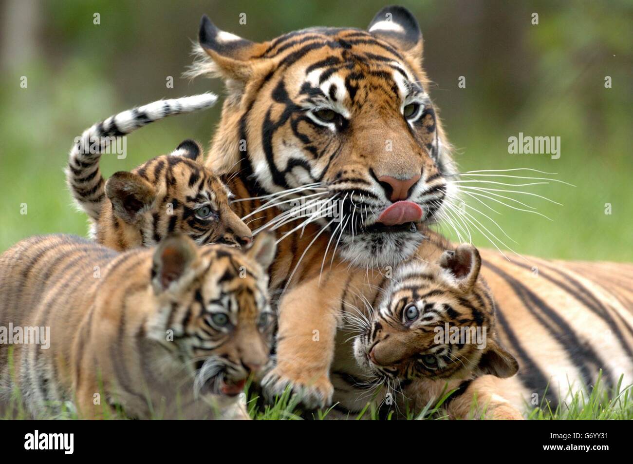 Die aktuellen Geburten im Dublin Zoo Stockfoto