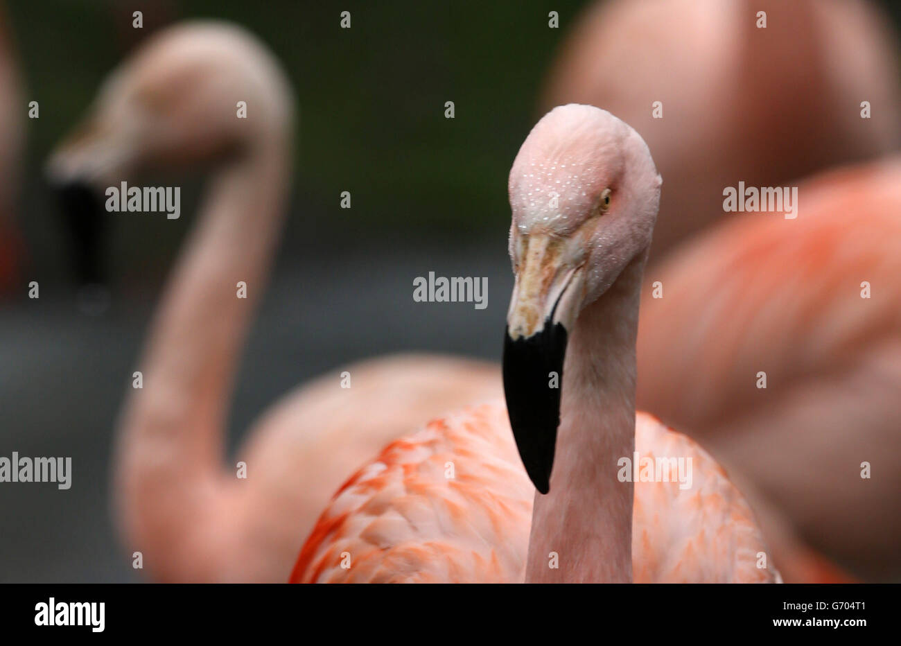 Tierpfleger aus Edinburgh helfen ihren chilenischen Flamingos, ihre Nester vor der Brutzeit zu bauen. Stockfoto