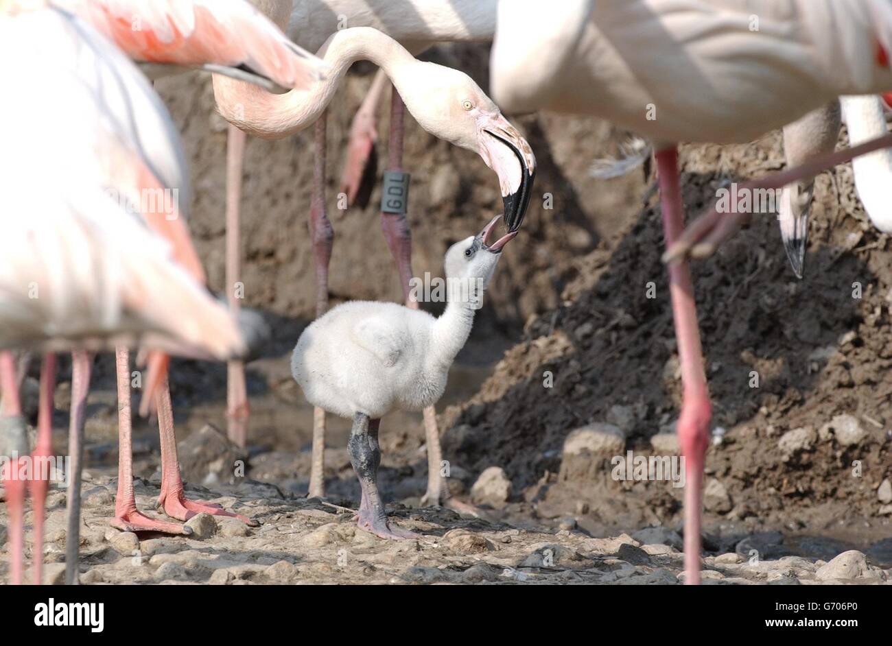 Fütterungszeit für ein Jungvieh im Wildfowl and Wetlands Trust, Slimbridge, Gloucestershire Dienstag, den 11 2004. Mai, um die ungeschlüpften Küken sicher zu halten. Das Personal im Zentrum wechselt größere Flamingo-Eier gegen Holzersatz. Die echten Eier werden kurz nach dem Ablegen aus ihren prekären Sandburg-Schlammnestern entnommen, um das Risiko zu vermeiden, dass sie von den kämpfenden erwachsenen Flamingos abgeschlagen werden. Holznachbildungen werden dann an die Nester genagelt, um alle besorgten Eltern davon zu überzeugen, dass ihre Nachkommen sicher sind. Stockfoto