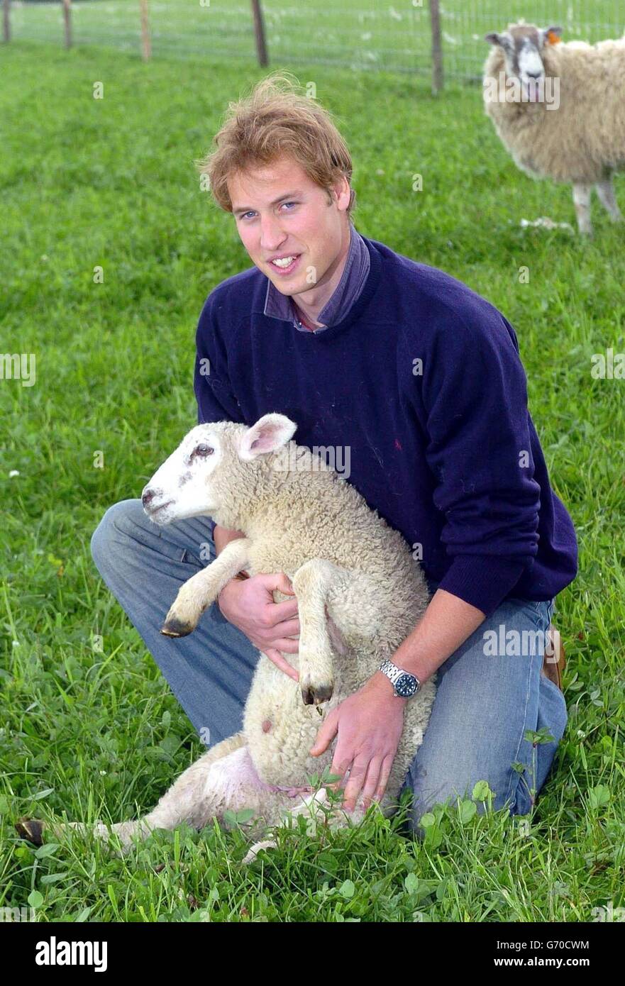 Prinz William versucht sich bei der Inspektion von Schafen während seines Besuchs auf der Duchy Home Farm in Gloucestershire. Stockfoto