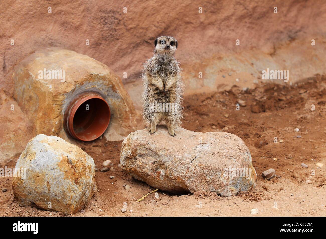 Ein Erdmännchen in der Meerkat und Mongoose Villa im Yorkshire Wildlife Park in der Nähe von Doncaster. Stockfoto