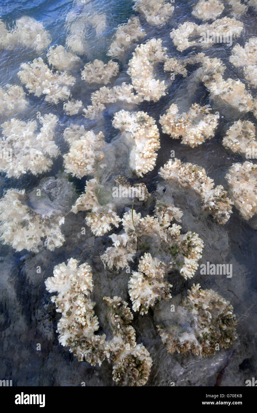 Weichkorallen, von die einige sind gestorben und sind von Algen, Thursday Island, Torres-Strait, Australien überwuchert wird gebleicht Stockfoto
