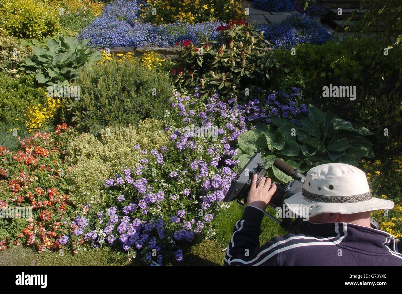 Ein Fernsehkameramann filmt den Gardman Wild Bird Garden, der auf der diesjährigen Chelsea Flower Show zu sehen sein wird. Der Garten wurde von David Domoney, der seinen Sitz in Kineton in Warwickshire hat, in Zusammenarbeit mit Gardman, dem Marktführer für Vogelpflege, entworfen. Die Blumenschau öffnet am Dienstag, den 25. Mai, und läuft bis zum 28. Mai. Stockfoto