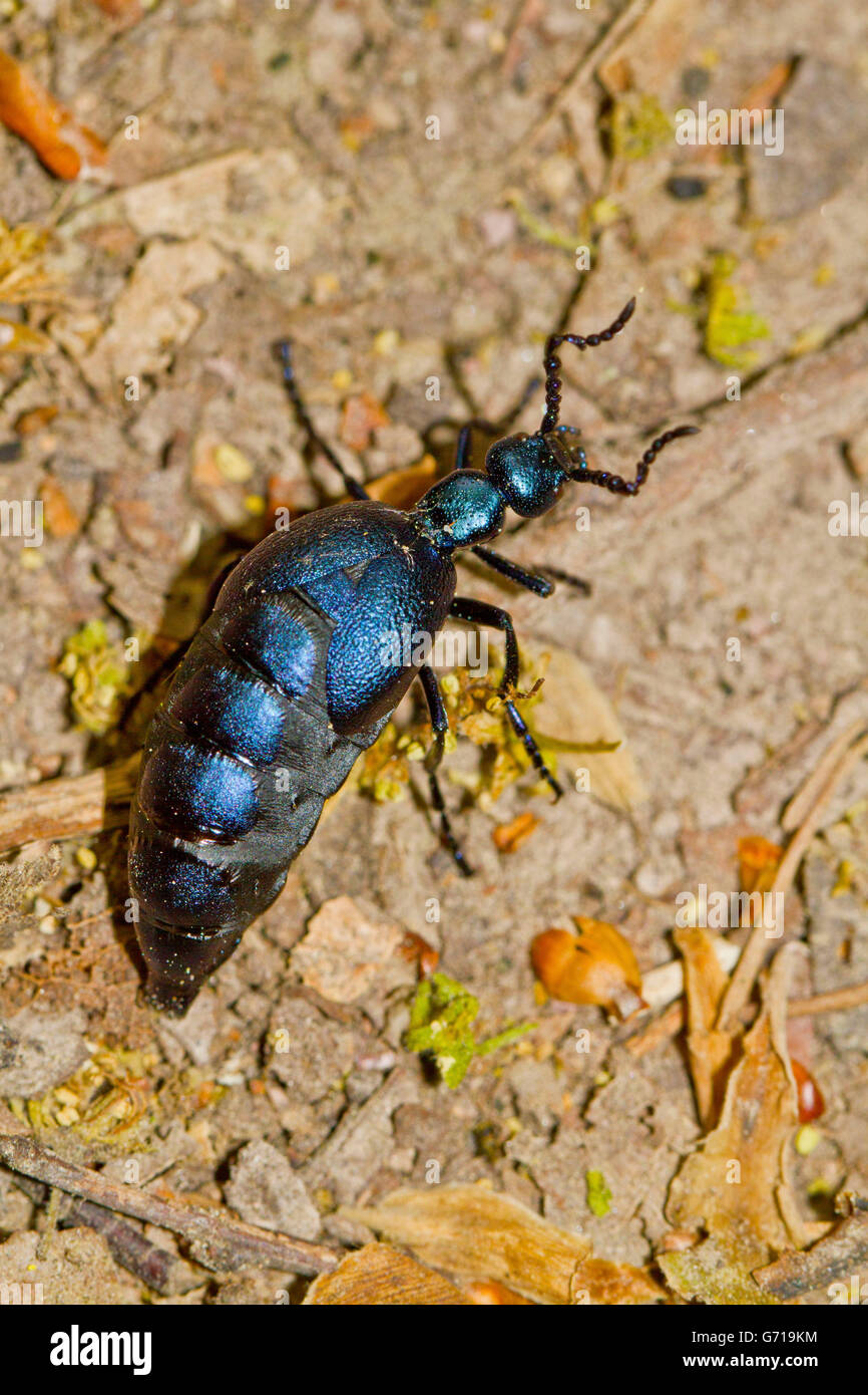 Violette Öl Käfer, Harz, Sachsen-Anhalt, Deutschland / (Meloe Violaceus) Stockfoto