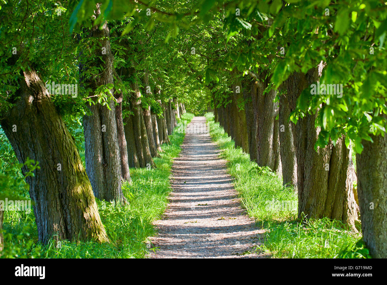 Kastanien Allee, Harz, Sachsen-Anhalt, Deutschland / (Aesculus Hippocastanum) Stockfoto
