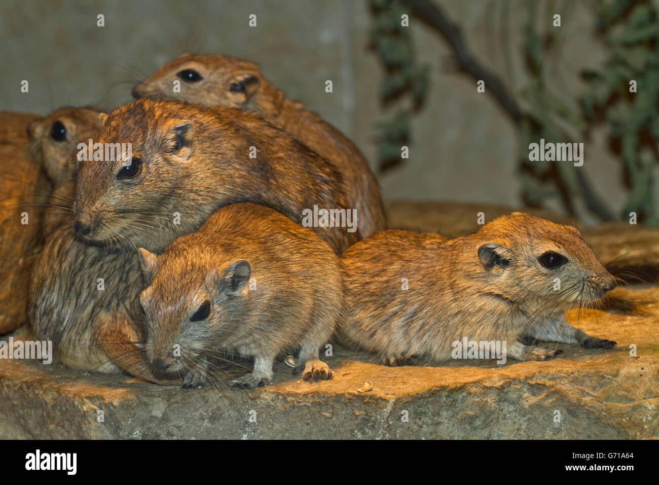 Fett Sand Ratten / (Psammomys Obesus) Stockfoto